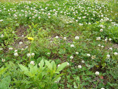 たくさんの虫たちも